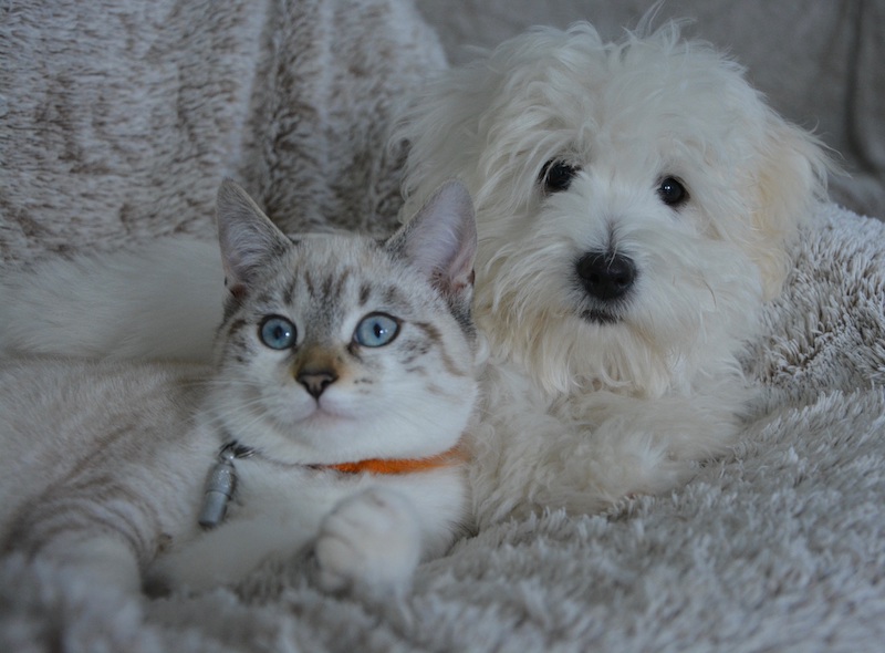 Living With Pets In An Apartment - How To Keep Them Happy And Healthy